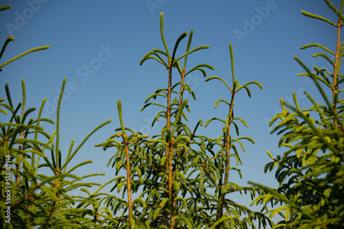 Fresh young green branches of a coniferous tree spruce against the sky