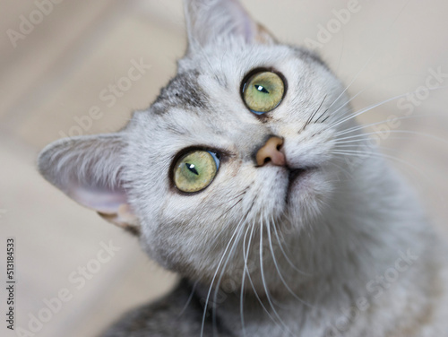 Close-up gray british kitten with yellow eyes looking up