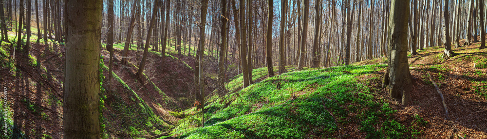 Spring landscape, banner, panorama - view of the deciduous forest in the rays of the spring sun Spring landscape, banner, panorama - view of the deciduous forest in the rays of the spring sun