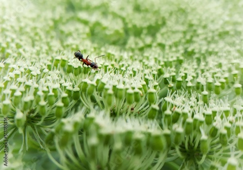 ants on the grass © KristinaMacroArt