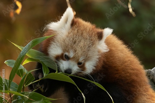 Hungry Red Panda, Ailurus fulgens, munching bamboo leaves photo