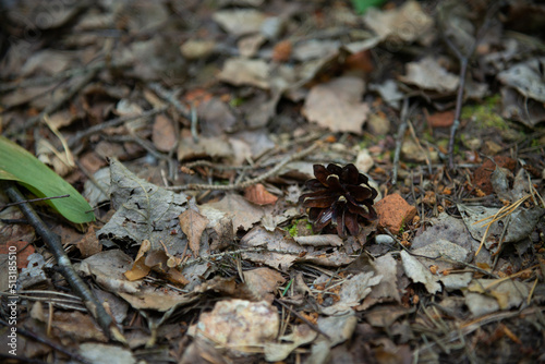 Photo of Pine cone fallen on ground. Top view.