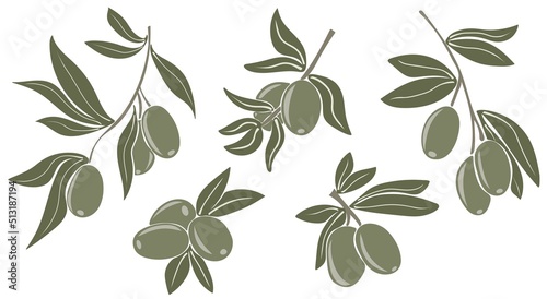 Green olives on branches with leaves. Hand drawn vector illustration isolated on a white background