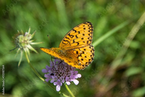 A butterfly, Speyeria aglaja (Dark Green Fritillary), Mt Rtanj in Serbia photo