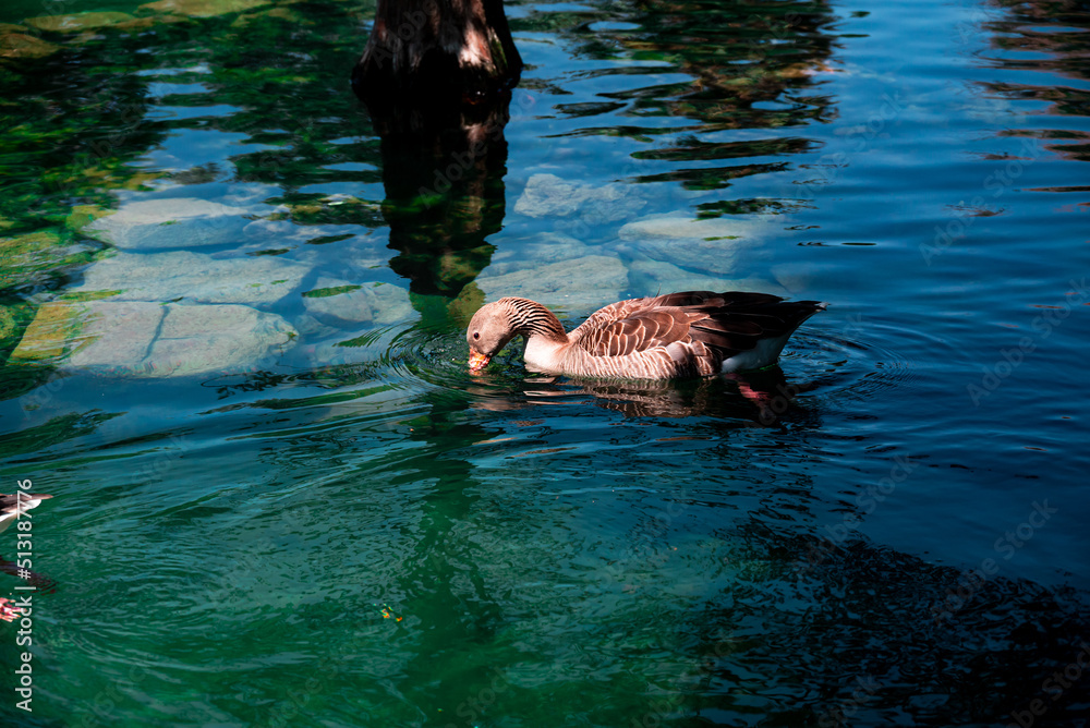 One brown goose swims and drink in emerald water in an artificial pond in the Ciutadella Park in Barcelona, Spain.
