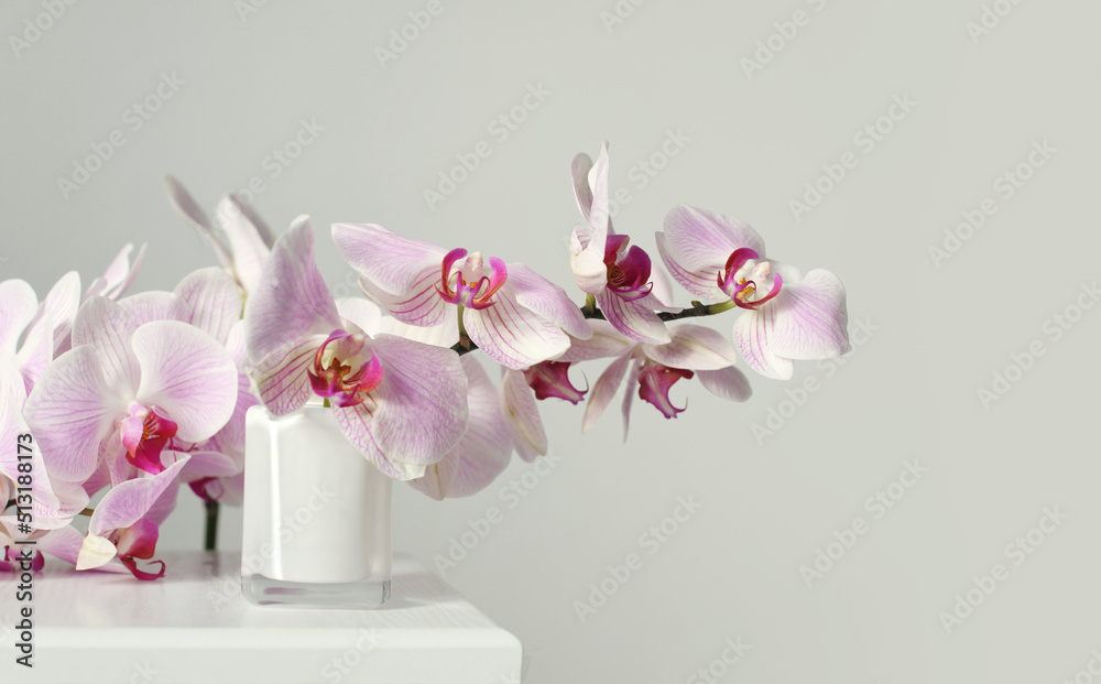 Pink phalaenopsis orchid flower in white bowl on gray interior. Minimalist still life. Light and shadow nature horizontal long background. - obrazy, fototapety, plakaty 