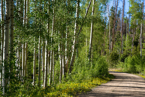 Scenic Byway in Medicine Bow-Routt National Forests in the Rocky Mountains of Colorado in spring