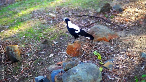 bird on the ground