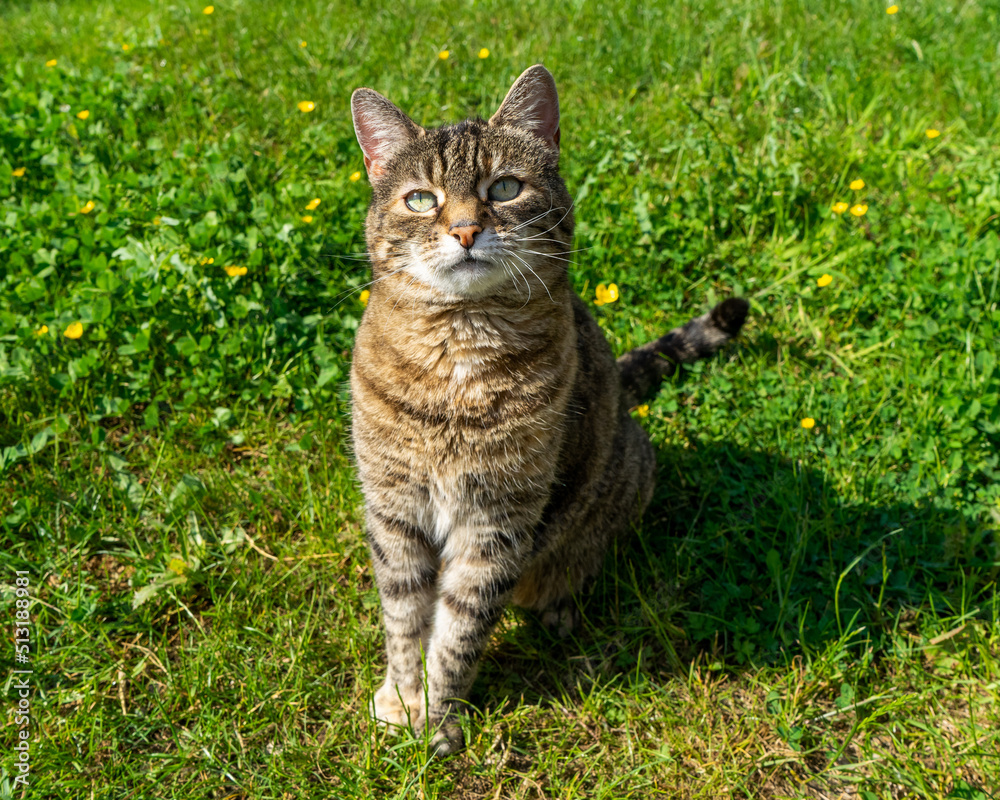 Cat portrait outdoors in spring