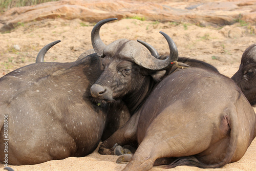 African Buffalo  Kruger National Park  South Africa