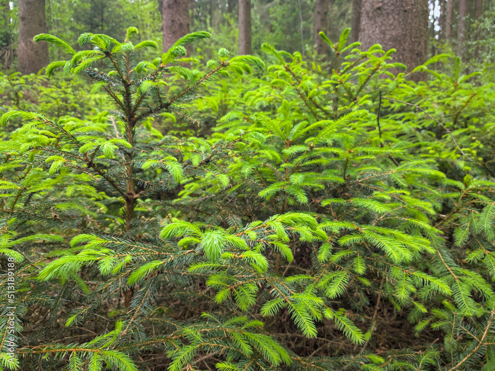 Baby pine trees in forest