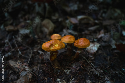 Yellow mushroom in forest
