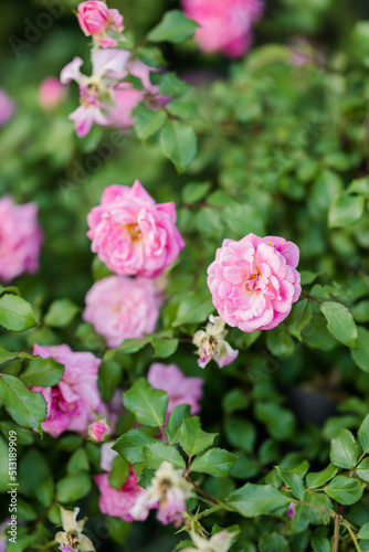 Macro pink roses 