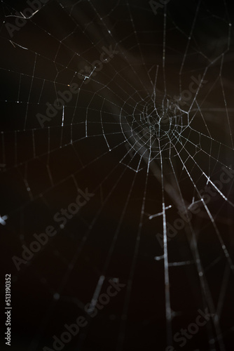 Spider web against black background © Anke