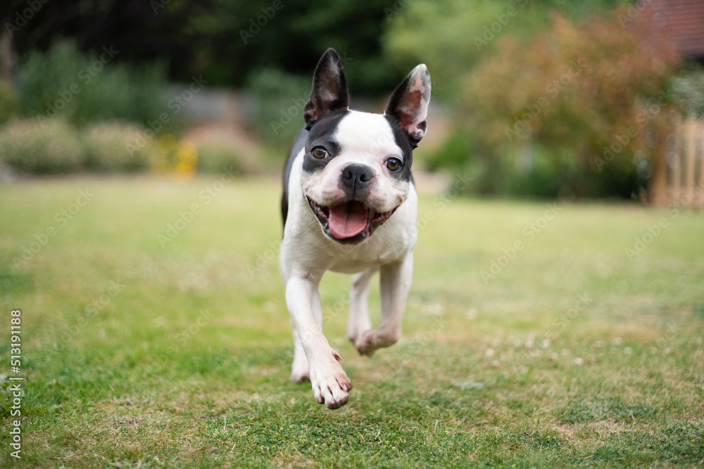 Boston Terrier dog running in a garden towards the camera at eye level. Shallow focus on her eyes. She looks very happy. Boston Terrier dog running in a garden towards the camera at eye level. Shallow focus on her eyes. She looks very happy.