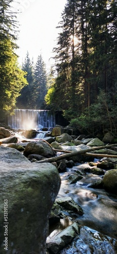 river in the forest