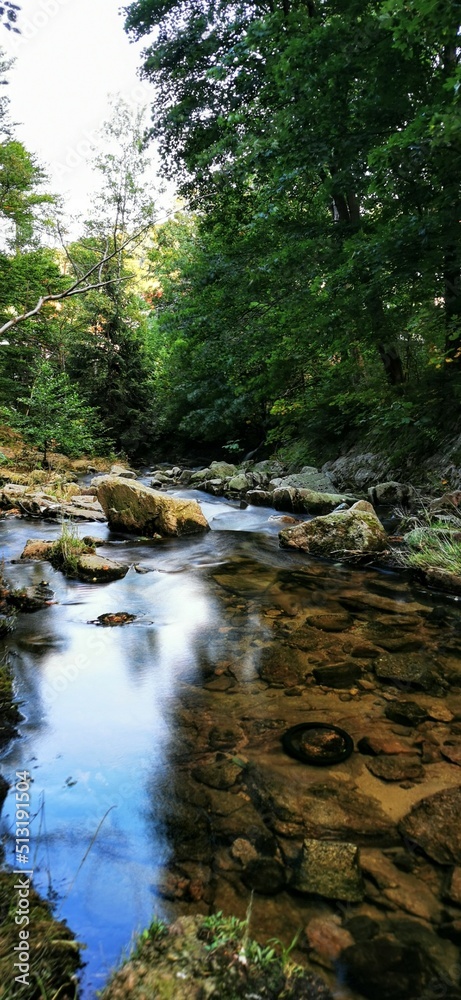 Obraz premium stream in the forest