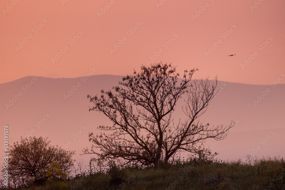 A fallen tree at dusk, with a pink sky A fallen tree at dusk, with a pink sky