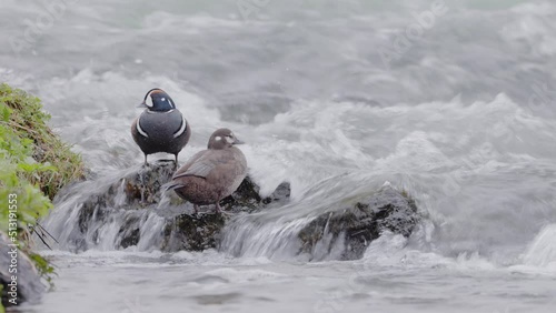 Histrionicus histrionicus. Harlequin Ducks swimming in Laxa river in Iceland photo