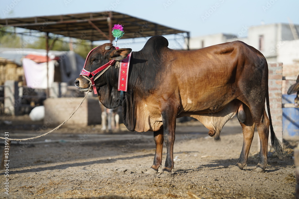 Beautiful cow is standing for sale in the market for the sacrifice feast of Eid 2022 Beautiful cow is standing for sale in the market for the sacrifice feast of Eid 2022