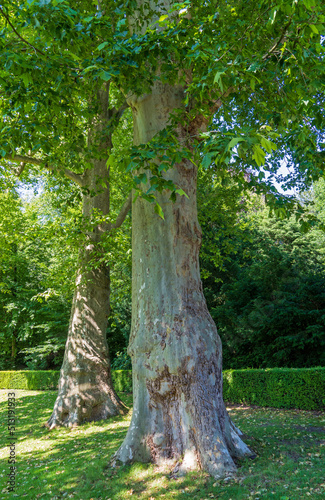 Bäume im Park von Schloss Rosendael, Niederlande photo