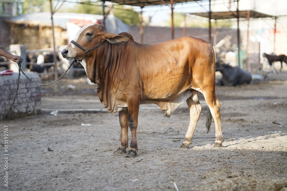 Beautiful cow is standing for sale in the market for the sacrifice feast of Eid 2022 Beautiful cow is standing for sale in the market for the sacrifice feast of Eid 2022