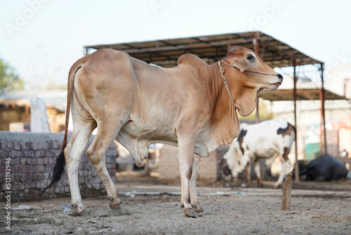 Beautiful cow is standing for sale in the market for the sacrifice feast of Eid 2022