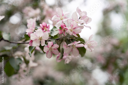 apple tree and apple blossom in spring