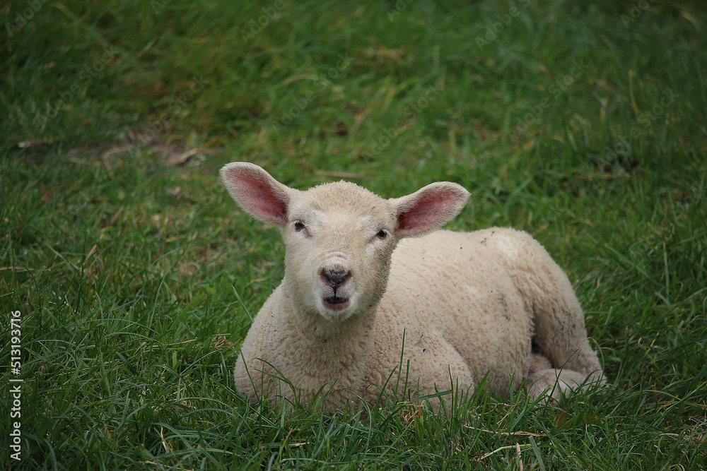 Livestock under the cool early spring sun in the fields of Hertfordshire in southeast england