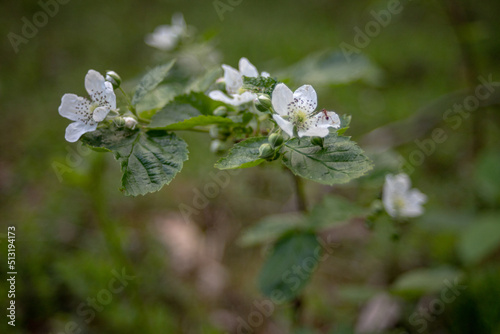 blackberry flowers in meadow close up