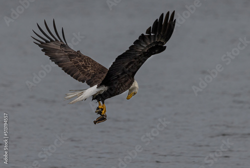 Seabeck Bald Eagles