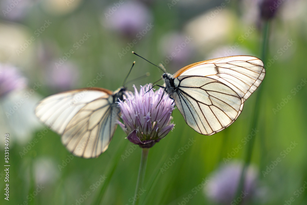 Butterfly Aporia crataegi on flowers of chives Butterfly Aporia crataegi on flowers of chives