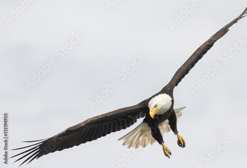 Seabeck Bald Eagles photo