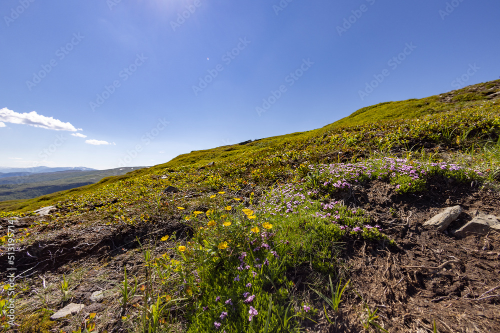 Hiking to the mountains Seterfjellet a warm and beautiful summer day , Northern Norway- Europe Hiking to the mountains Seterfjellet a warm and beautiful summer day , Northern Norway- Europe