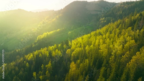Forest tree sun morning aerial mountains view pine wood magic nature