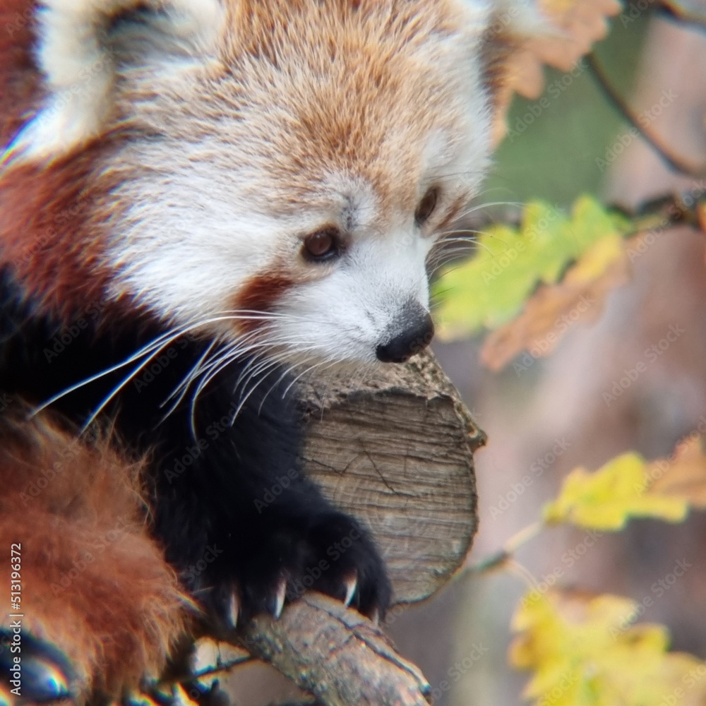 Fototapeta premium panda roux