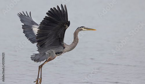 Seabeck Great Blue Herons photo