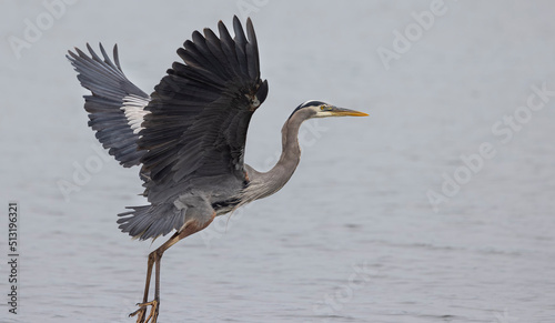 Seabeck Great Blue Herons © Carol