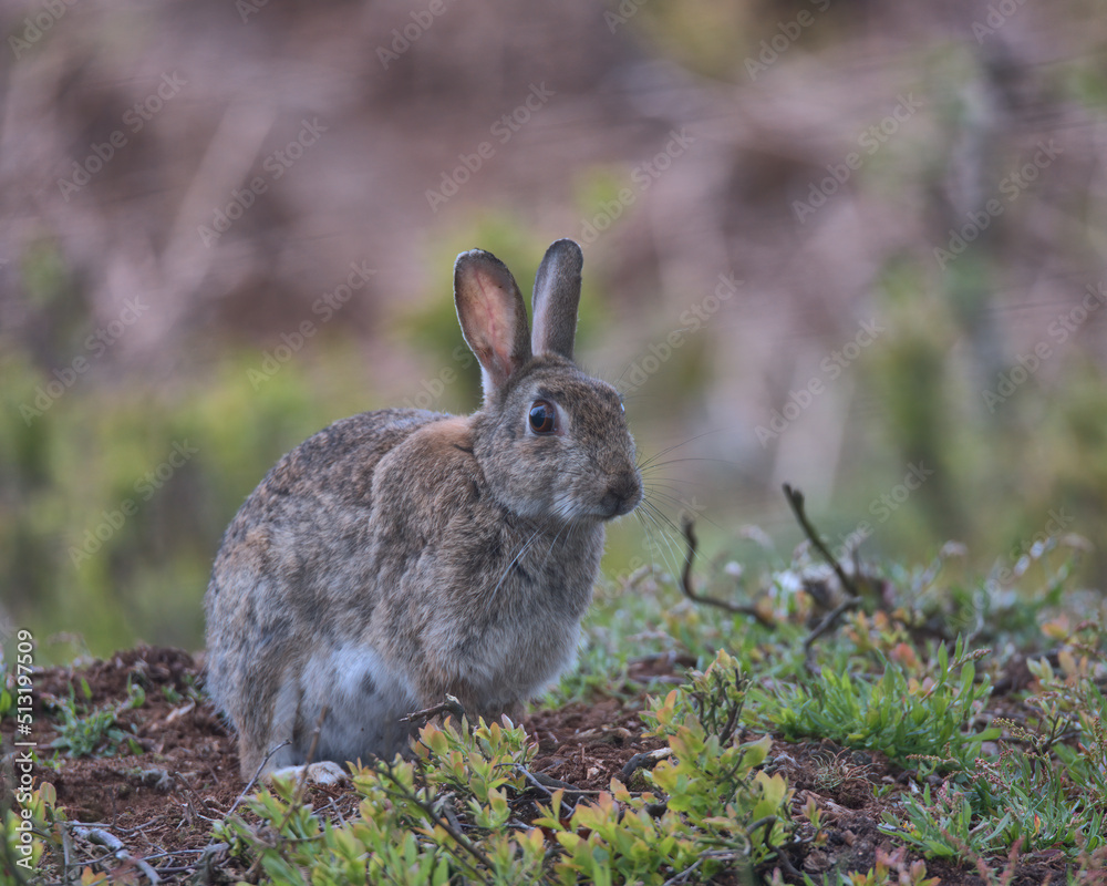 European rabbit on the woodland floor looking for food. European rabbit on the woodland floor looking for food.