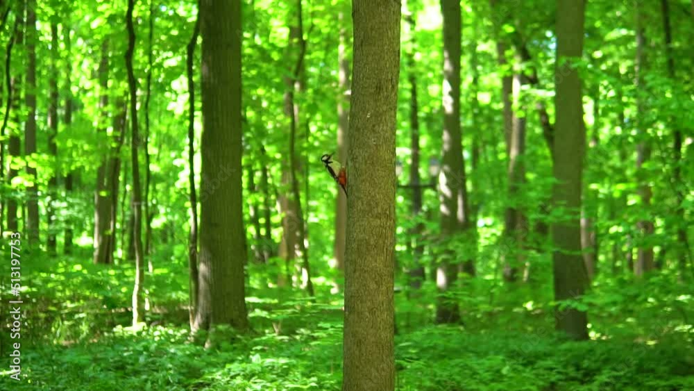 Woodpecker male animal tree forest bird wildlife wild nature europe, concept healthy lifestyle stump uk from park from foraging dead, wood closeup. , Woodpecker male animal tree forest bird wildlife wild nature europe, concept healthy lifestyle stump uk from park from foraging dead, wood closeup. ,