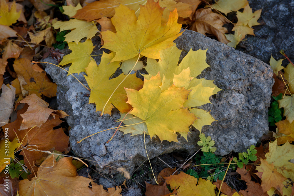 Yellow autumn leaves lie on a large stone. Autumn background.