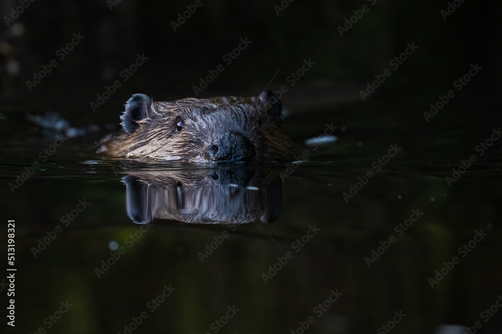North American beaver (Castor canadensis)  - obrazy, fototapety, plakaty 