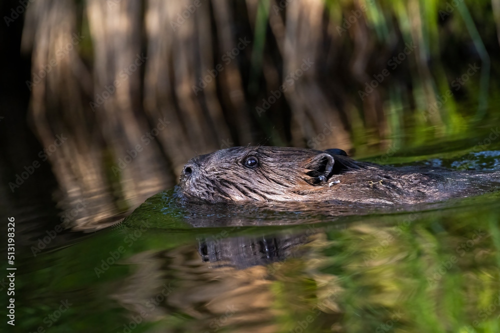 Fototapeta premium North American beaver (Castor canadensis) 