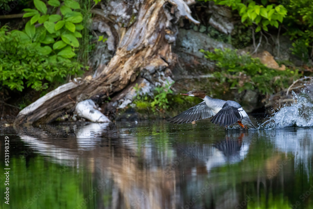 common merganser (North American) common merganser (North American)