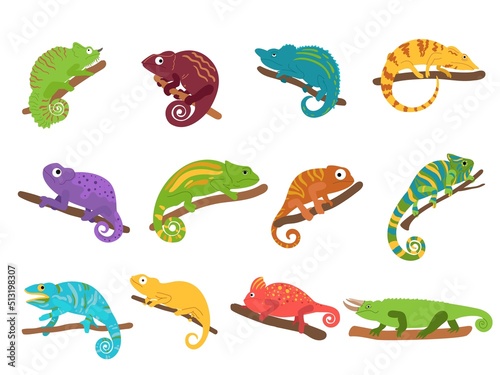Chameleon animal. Mexican colourful lizard with curvy tail, tropical reptile animal and wild exotic chameleons vector set