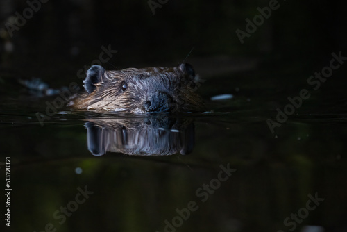 North American beaver (Castor canadensis)  photo