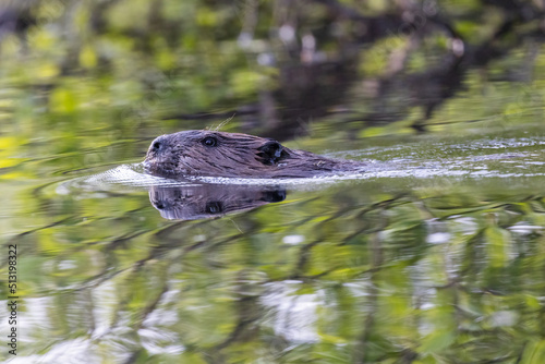 North American beaver (Castor canadensis)  © Mircea Costina