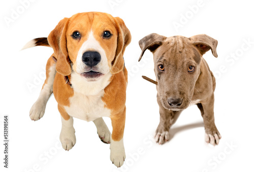 Beagle dog and pit bull puppy sitting together, top view, isolated on white background