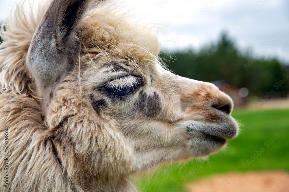 Young llama close-up on the background of a green meadow in Latvia