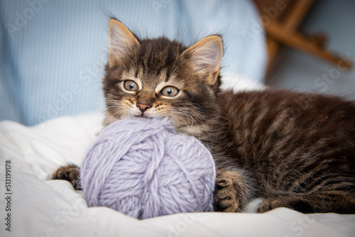 cute tabby kitten playing in a bed